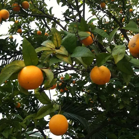 ホテル レ シグネス ニース